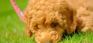 por qué los perros se comen su popo