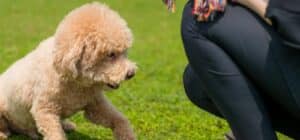 educación para cachorros
