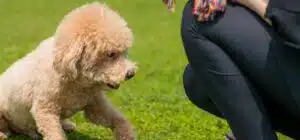 educación para cachorros