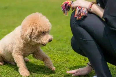 5 Claves de la educación para cachorros