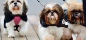 razas de perros tranquilos y pequeños