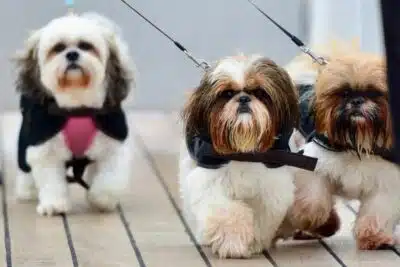 10 razas de perros tranquilos y pequeños