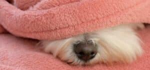 Manta antiestrés para perros