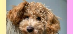 Caniche del Mes de Octubre 2023 - precio caniche toy