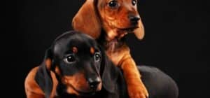 perro salchicha mini