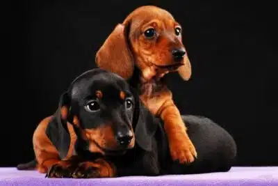 El encanto del perro salchicha mini (Teckel mini)