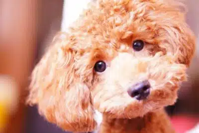 Cuánto vive un caniche toy? Esperanza de vida