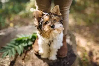 Yorkshire Toy o mini: evita estafas. Guía completa (lo que debes saber)