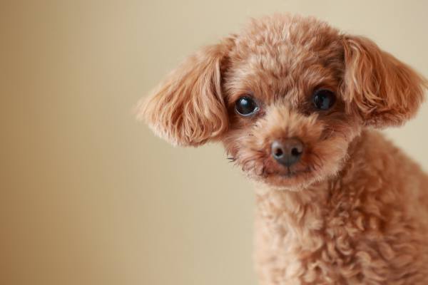 How much does a poodle grow per month?