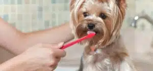cuando cambian los dientes los perros