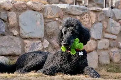 25 Juguetes para caniche gigante