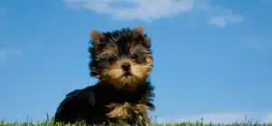 Cachorros Yorkshire