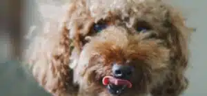 Nutrición canina