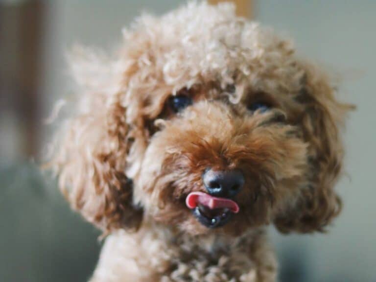 Nutrición canina