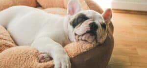 mejores camas para perros pequeños