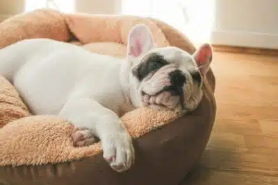 10 mejores camas para perros pequeños