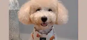 caniche del mes diciembre 2023