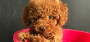 Cuidado del pelo del caniche cachorro
