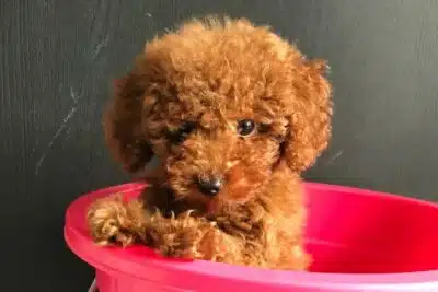 Cuidado del pelo del caniche cachorro