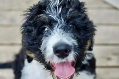El perro Bernedoodle, un mestizo de caniche y boyero de Berna