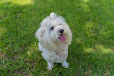 Cortes de cabelo de bichon maltês