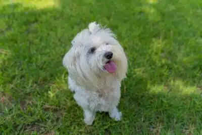 5 Cortes de pelo Bichón Maltés: estilos y cuidados