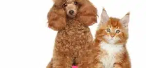 El caniche y gatos