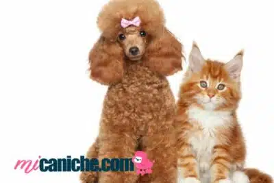 Caniche y gatos: 5 claves para una convivencia armoniosa