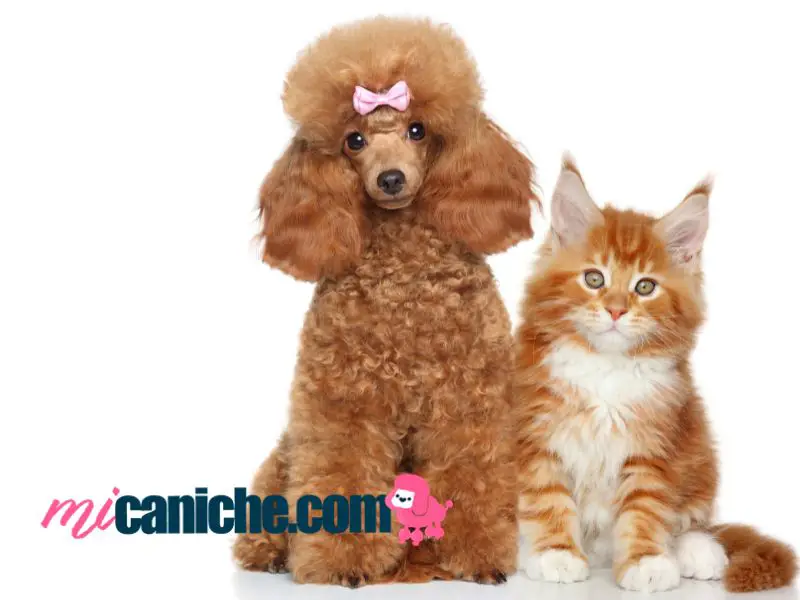 Poodle and cats