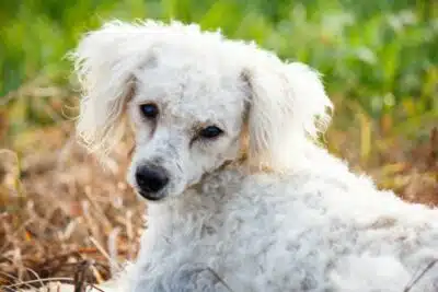 ¿Cómo saber si un caniche es viejo o mayor?