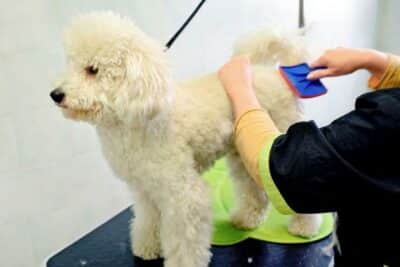 Cuidado del pelo del caniche cachorro