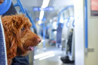 voyager avec des chiens de plus de 10 kilos dans les trains