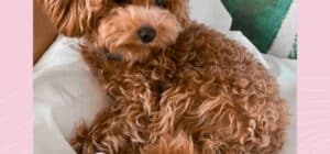 Caniche del mes de febrero 2024
