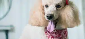 peluquería canina caniche
