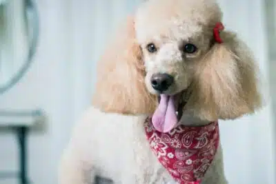 Domina la Peluquería caniche: 5 claves