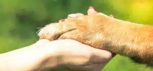 Perro de apoyo emocional razas, entrenamiento y certificado