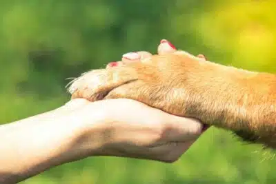 Perro de apoyo emocional : razas, entrenamiento y certificado