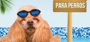 Piscina para perro