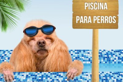 Piscine pour chiens