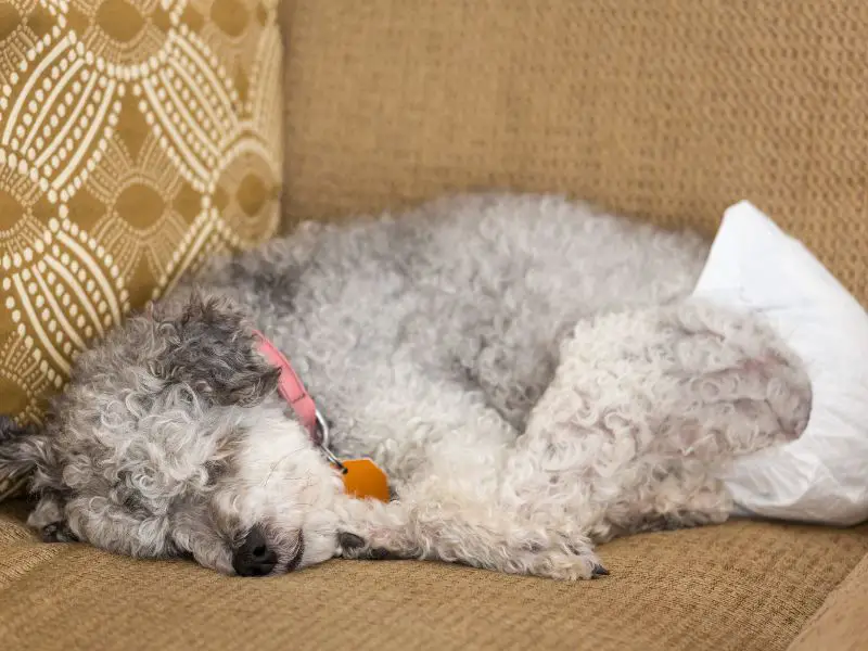 Caniche mayor. Cuántos años vive un caniche?