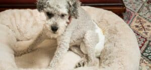 esperanza de vida caniche