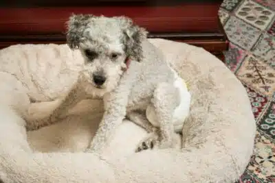 Esperanza de vida del caniche según su tipo