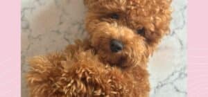 caniche del mes de abril 2024