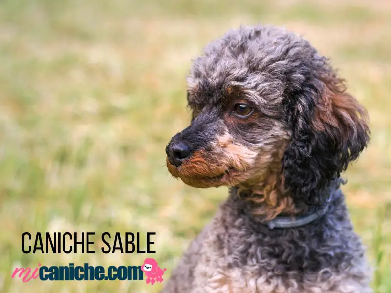 poodle sable uma cor de poodles