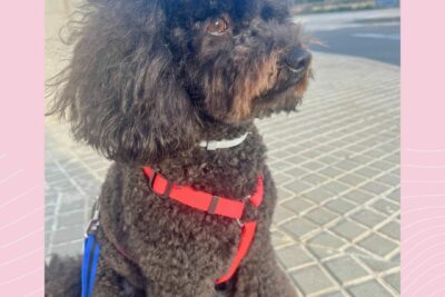 Poodle do mês de maio de 2024: Fosca ❤