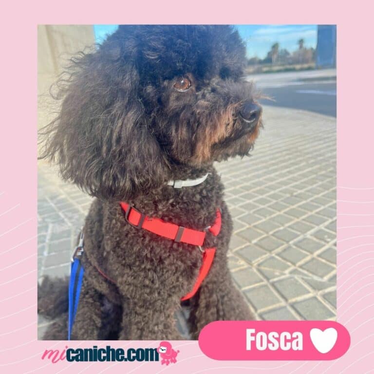 Caniche del mes de mayo 2024: Fosca ❤