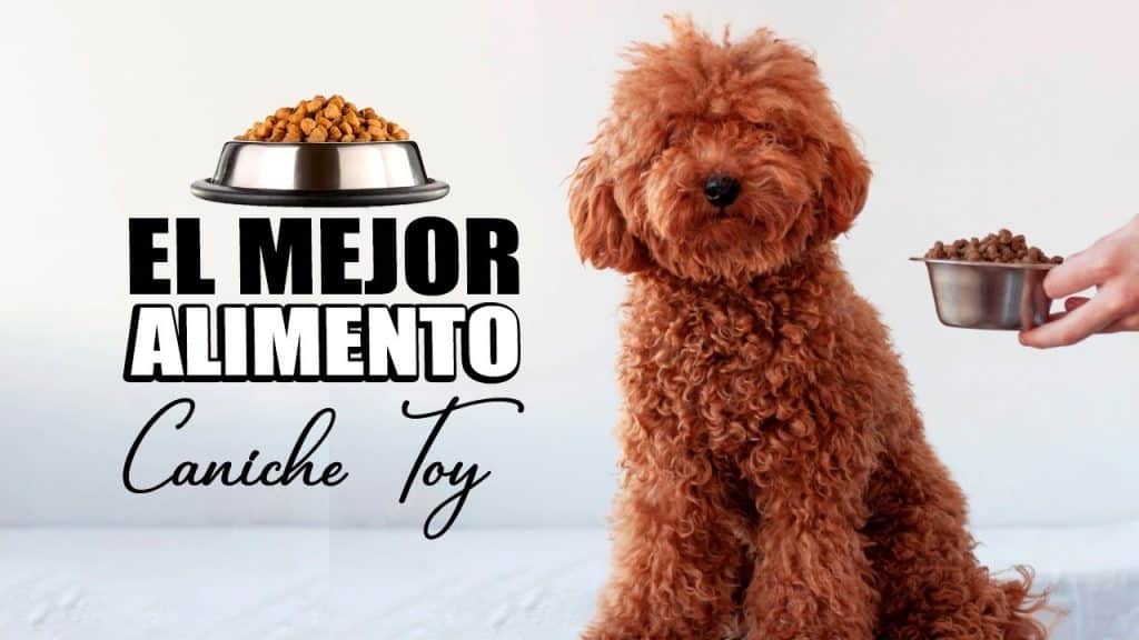 Alimentación Caniche Toy