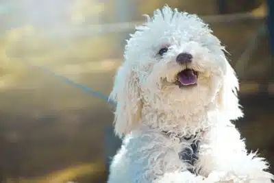 Maneja la ansiedad por separación en tu caniche toy de forma efectiva