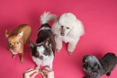 La meilleure nourriture pour les petits chiens