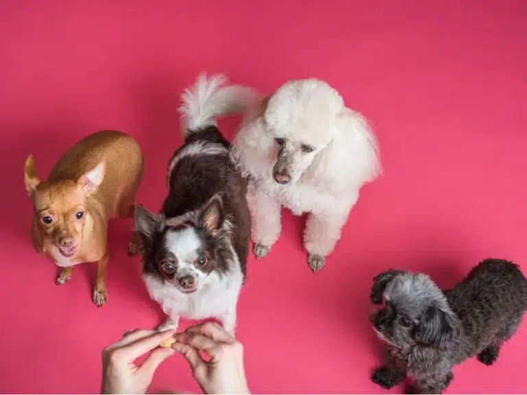 La mejor comida para perros pequeños
